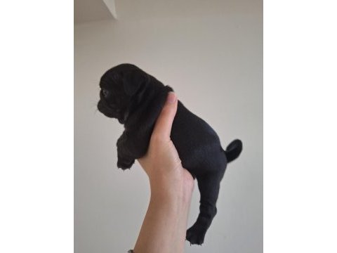 Pug köpeği yavrularımız