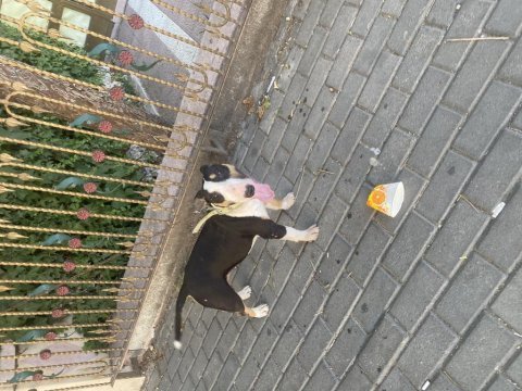 Bull terrier 2,5 yaşında dişi