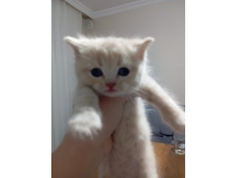 3 nisan doğumlu erkek british shorthair