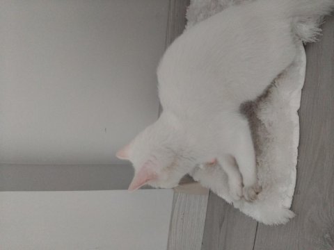 Dünyalar güzeli british shorthair mavişim