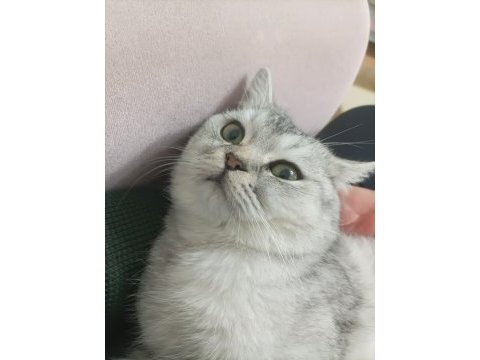 Satılık 10 aylık erkek gri/beyaz british shorthair