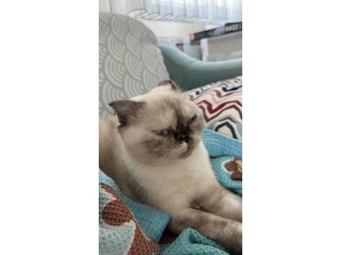 1 yaşında kıvrık kulaklı exotic shorthair