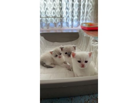 Beyaz yavrularımız british shorthair