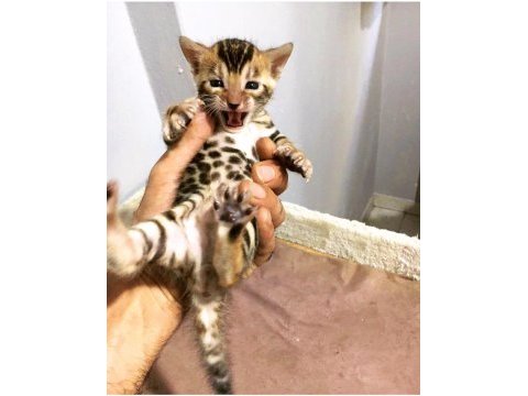 Safkan show class bengal bebekler