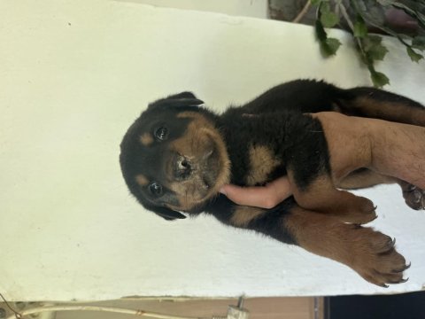 Erkek ve dişi rottweiler yavrularımız
