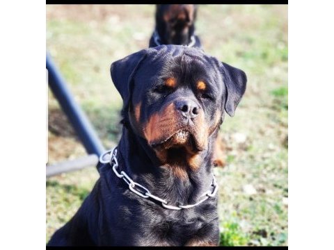 Tr nin en iddalı rottweiler yavruları (koca kafa)
