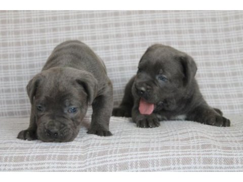 Cane corso bebekler sağlık ve ırk garantili