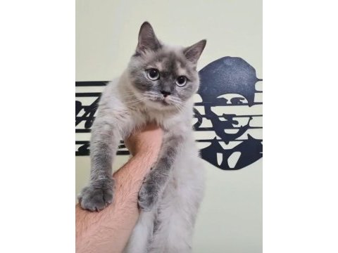Afyonkarahisar da cins kedimizi sahiplendirme