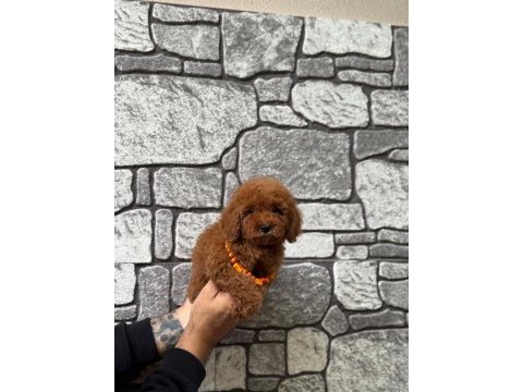Toy poodle erkek bebek köpeğimiz