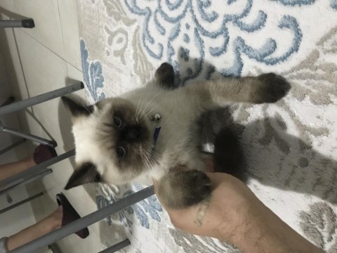 Bakmaya kıyamadığım british shorthair