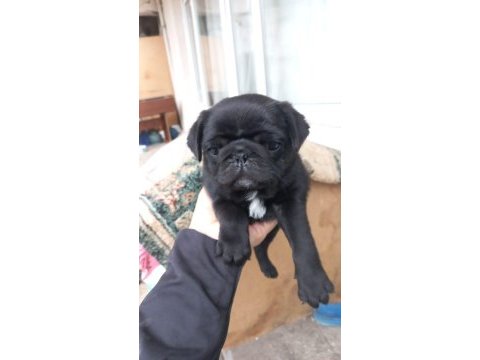 Pug sevenler