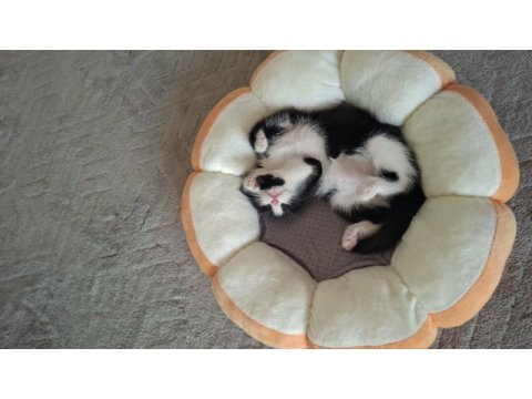 Minik bebek kedimiz yuva arıyor