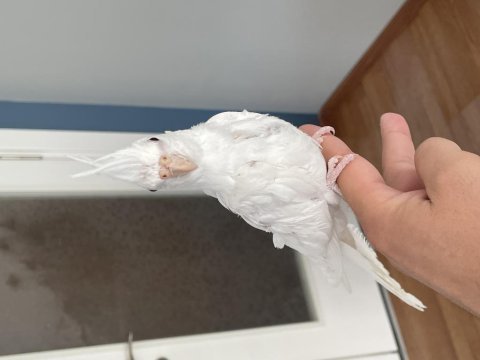 2 aylık yeme düşmüş kırmızı göz albino sultan papağanı