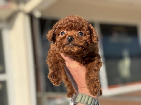 Çok özel tiny kore poodle yavrularımız ziyarete açık