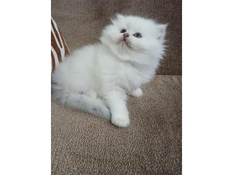 Yavru british longhair
