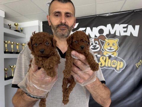 Yeni shooowww kalite toy poodle yavrulr ankara mağazamzda
