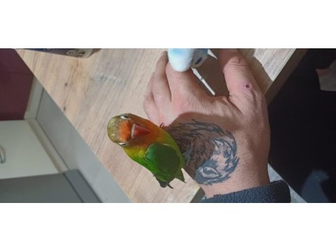 4 aylık ve yeni sevda papağanı bebekler ele alıştırmalık
