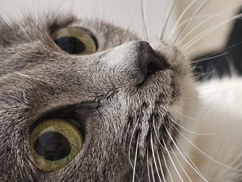 3 yaşında mavi rus kedimizi ücretsiz sahiplendirme