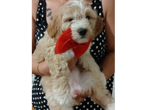 Cici kızlar maltipoo