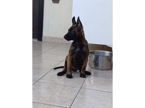 Üst düzey fcı kıf secereli malinois yavrularım