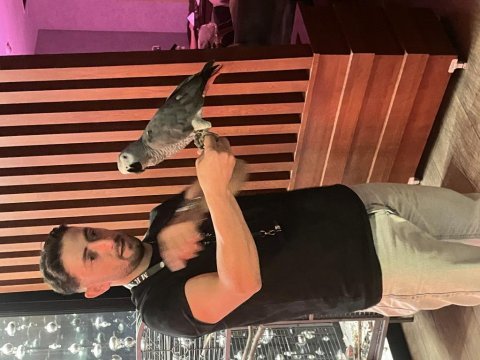 Sahibinden jako papağanı 2 yaşında konuşan kafesle birlikte