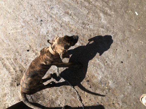 Şecereli dünya şampiyonu torunu presa canario kıfxfcı