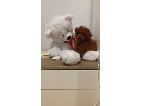 Orjinal toy poodle