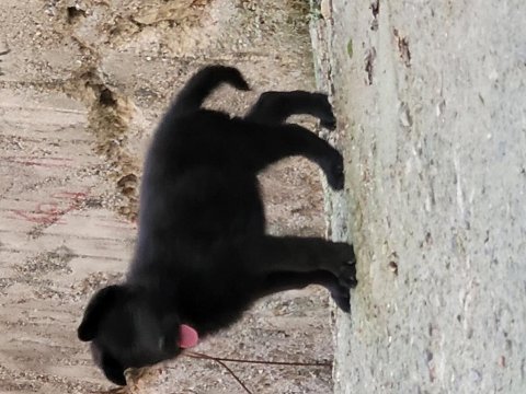 Full black (siyah) showline alman kurdu