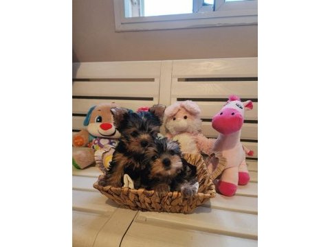Orjinal tea cup küt burun dişi ve erkek yavru köpekler
