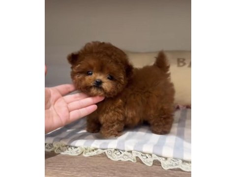 Toy poodle red brown ultra mini yavrularımız