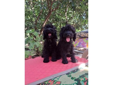 Siyah maltipoo