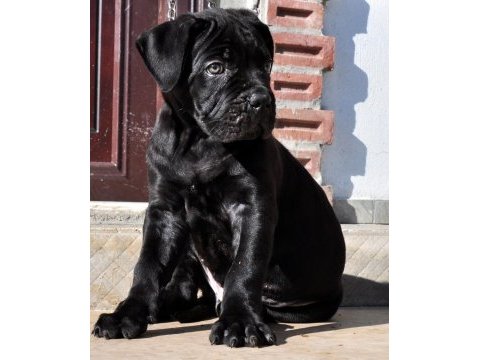 Şecere belgeli ırk ve sağlık garantili cane corso yavrular