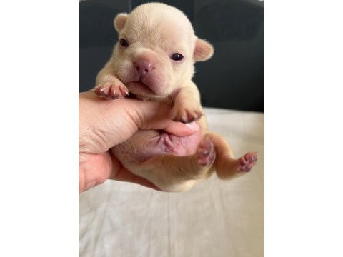 Rezervasyon hazır french bulldog yavrular