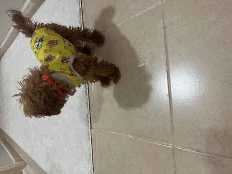 Orjinal toy poodle