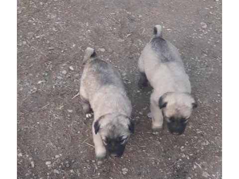 Orjinal sivas kangal yavruları