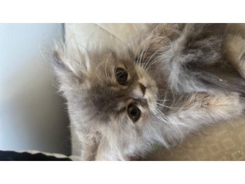 Çok tatlı chinchilla bütün herşeyiyle verilecektir