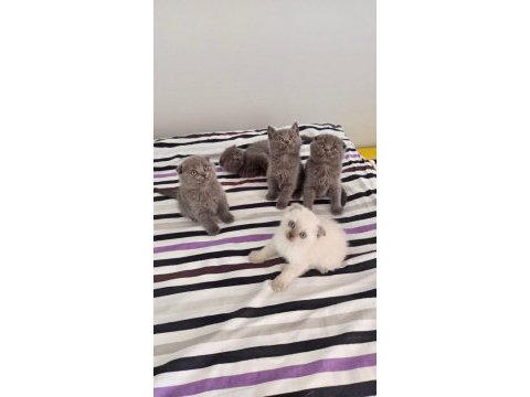 Scottish ve british shorthair yavrular yuvalarını bekliyor