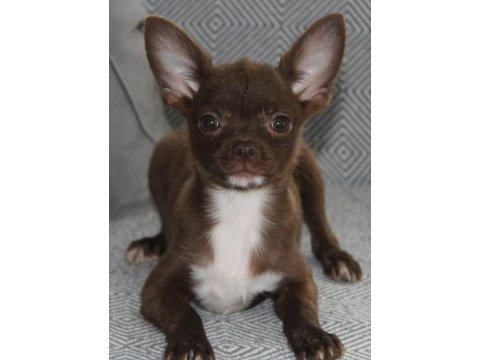Kaliteli chihuahua