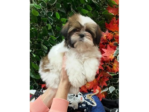 Secereli shih tzu yavruları