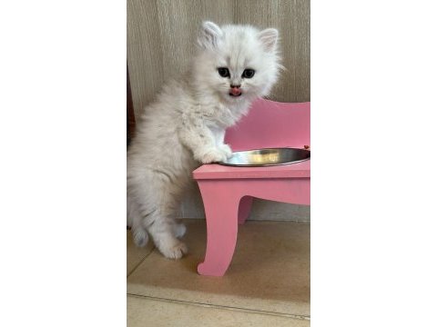 Çok tatlı, safkan british longhair erkek yavru