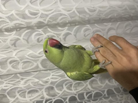 3 aylık pakistan papağanı