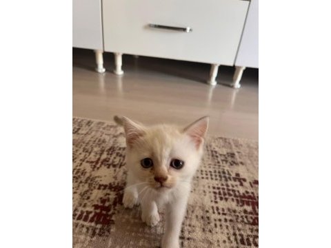 Son iki yavru kedimiz 4 puan