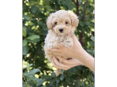 Toy poodle aprikot