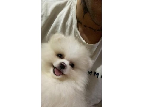 Pomeranian bo ayı surat