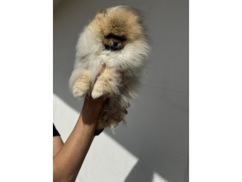 Orijinal renk orange pomeranian boo yavrumuz