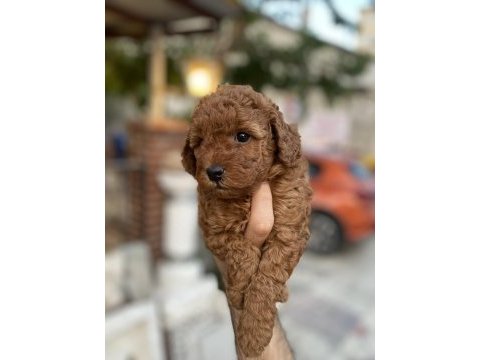 Toy poodle red brown yavrumuz uygun sahiplendirilecektir