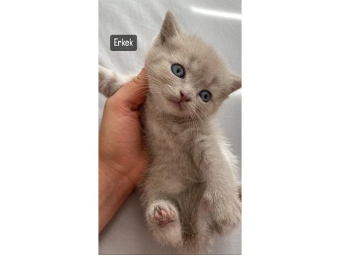 Scottish fold kedilerim yeni yuvalarını arıyorlar