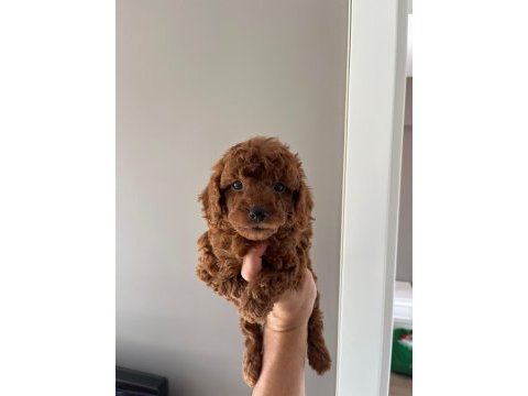 Teacup toy poodle