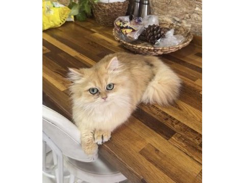 Safkan dişi british longhair kediler sahiplendirilecektir
