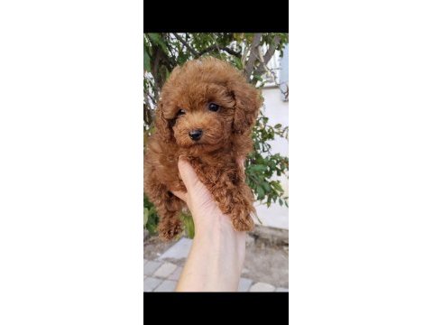 Pafuduk pafuduk poodle yavrular sizleri bekliyor